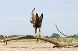 MALINOIS 512